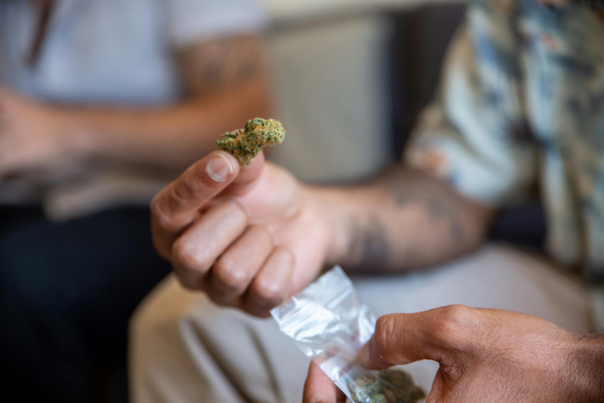La verdad oculta sobre el THC: ¿La clave definitiva para revertir el envejecimiento cerebral y mejorar tu función cognitiva?